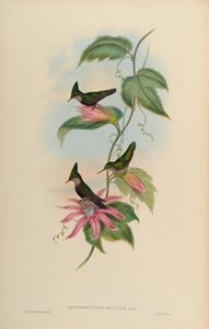 Orthorhynchus ornatus = Orthorhynchus cristatus ornatus da John Gould